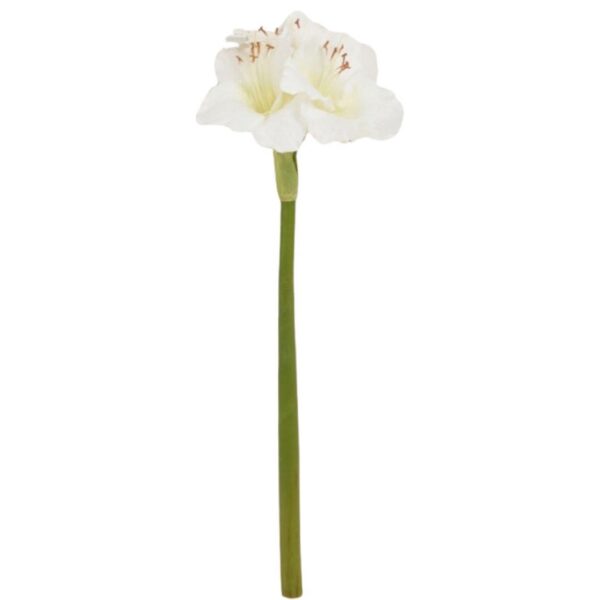 Vit amaryllis 60 cm