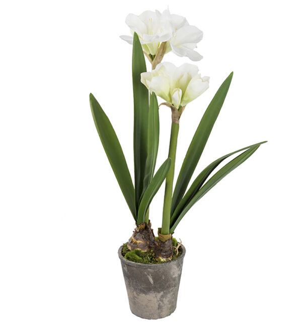 Amaryllis | I kruka vit 90 cm