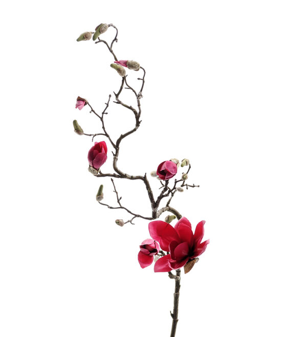 Magnolia | Magnoliakvist 135 cm