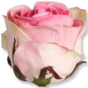 Ros | Ljus Rosa Dutchess 60 cm