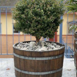 Red Day | Konstgjord Japansk buxbpm Boll UV 70 cm