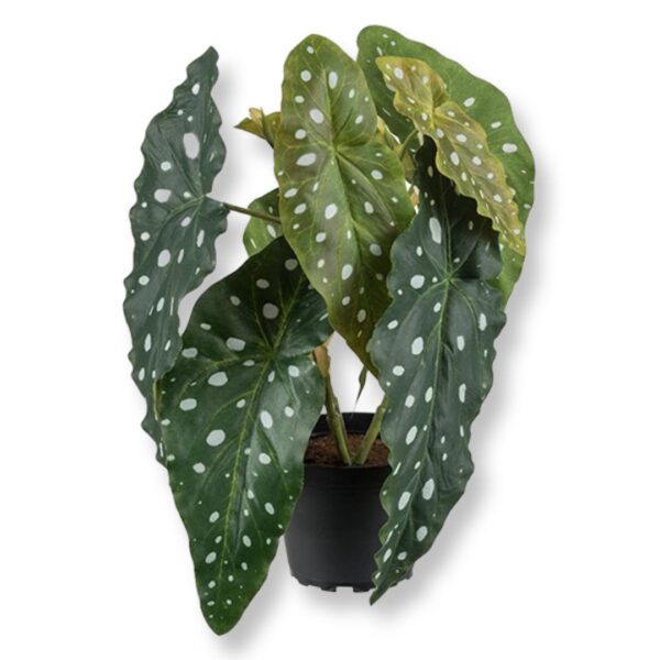 Forell | Forellbegonia 30 cm