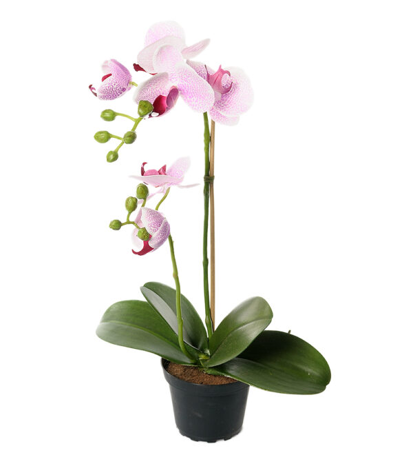 Orkidé | Ljus lila Phalaenopsis 45 cm