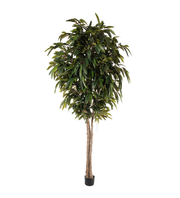 Longifolia  | Träd 320 cm