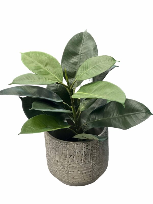 Fikus | Konstgjord Robusta Grön UV 30 cm - Bild 3