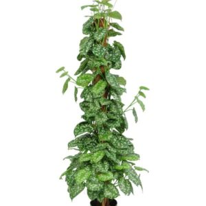 Silverranka | Scindapsus Kokosstam 130 cm