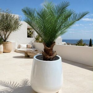 Palm | Konstgjord Kanariepalm handgjord UV 150 cm