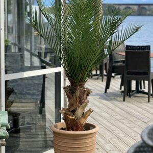 Handgjord Kanariepalm med äkta palmbark UV