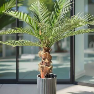Palm | Konstgjord Kanarie äkta palmbark UV 150 cm