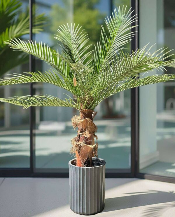 Palm | Konstgjord Kanarie äkta palmbark UV 150 cm