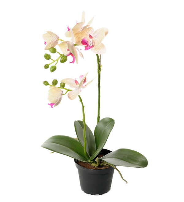Orkidé | Konstgjord Phalaenopsis Gul/creme 45 cm