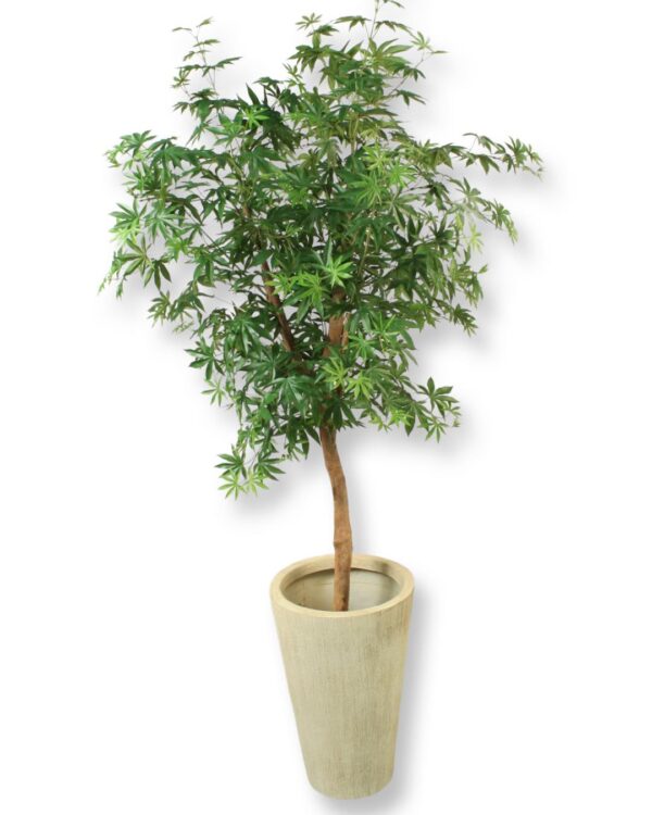 Lönn | Japansk grön Lönn 150 cm