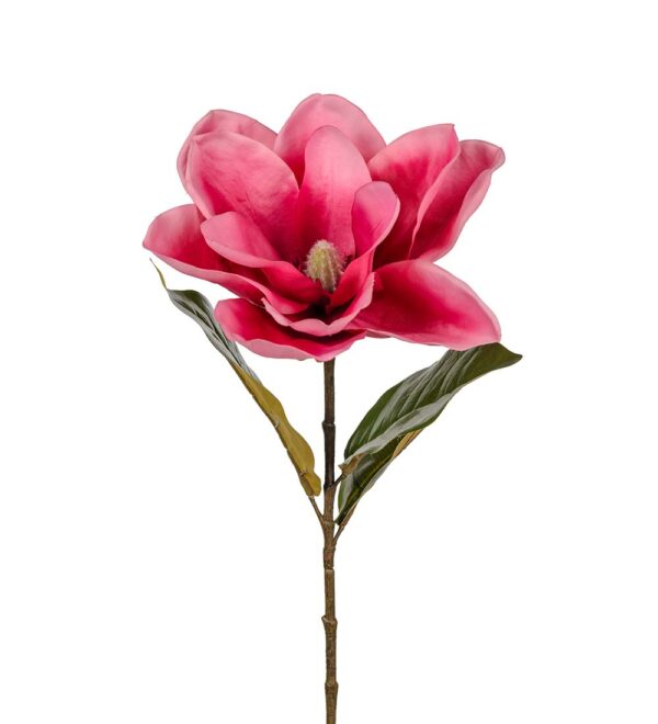 Magnolia | Magnoliakvist 70 cm