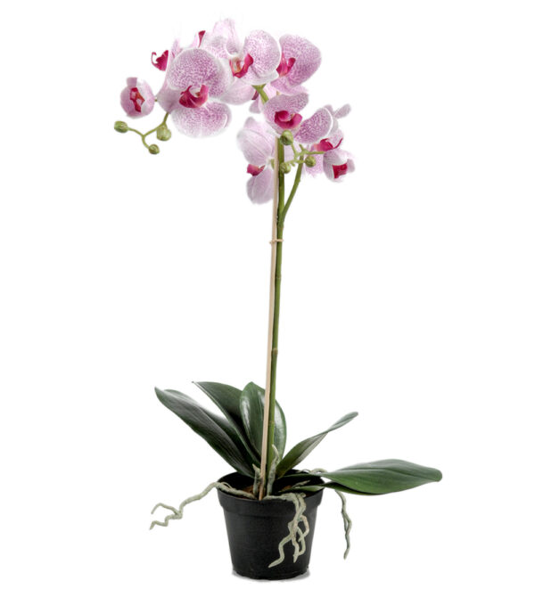 Orkidé | Konstgjord Phalaenopsis Lila 60 cm