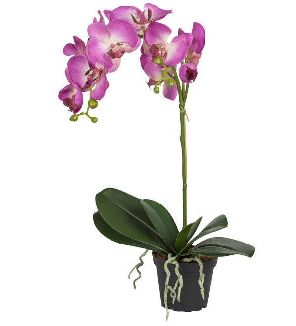 Orkidé | Lila Phalaenopsis 60 cm