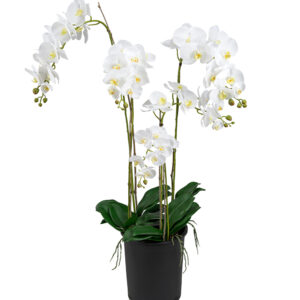 Orkidé | Phalaenopsis 130 cm