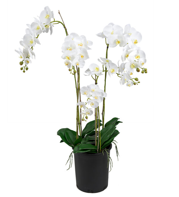 Orkidé | Phalaenopsis 130 cm