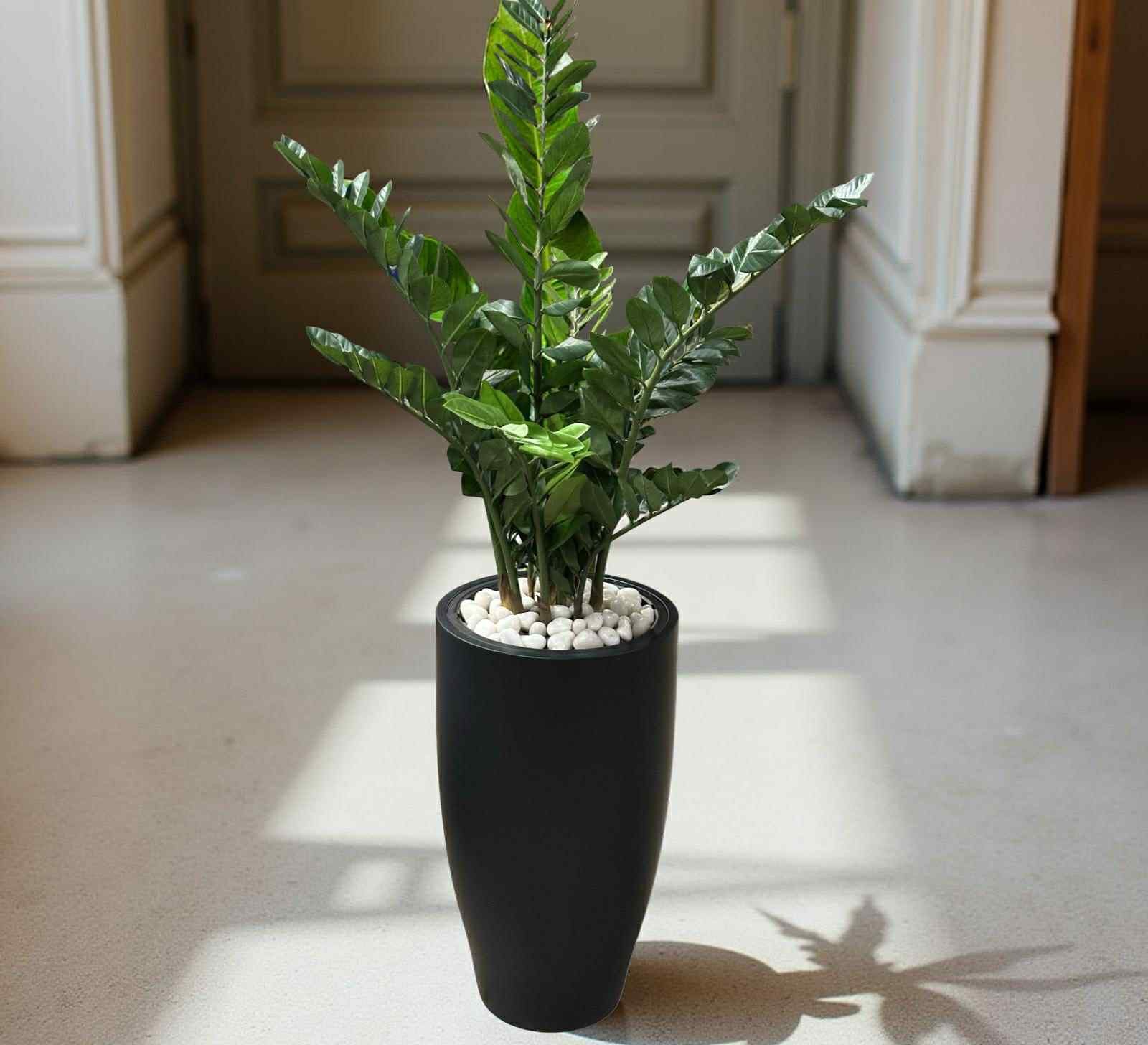 Garderobsblomma | Smaragdblomman Zamifolia 110 cm