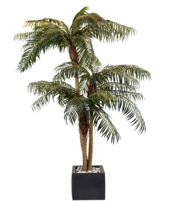 Uthyrning | Phonix palm tre stam 230 cm