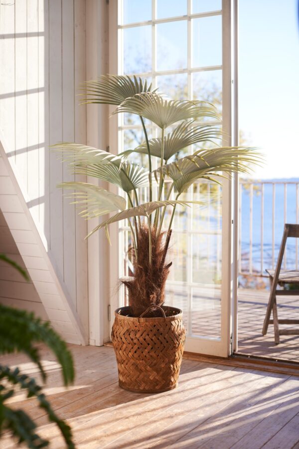 Konstgjord Palm | Kinesisk Solfjäderspalm Grå 150 cm