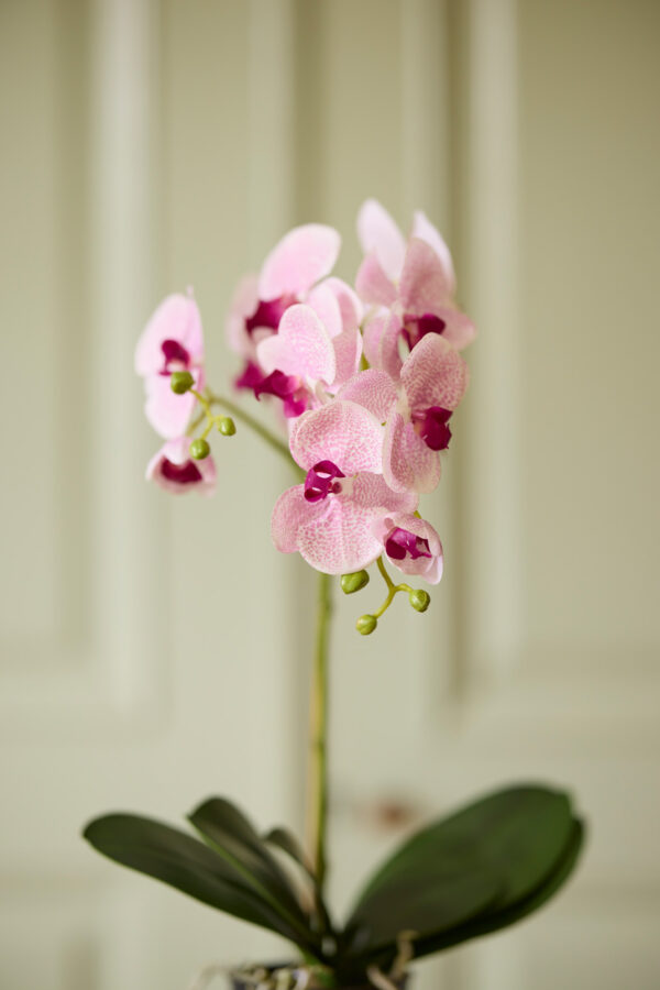 Orkidé | Konstgjord Phalaenopsis Lila 60 cm - Bild 2