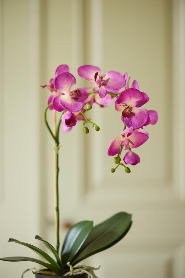 Orkidé | Lila Phalaenopsis 60 cm