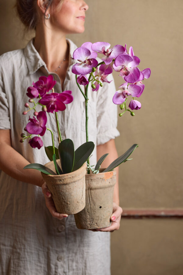 Orkidé | Lila Phalaenopsis 60 cm