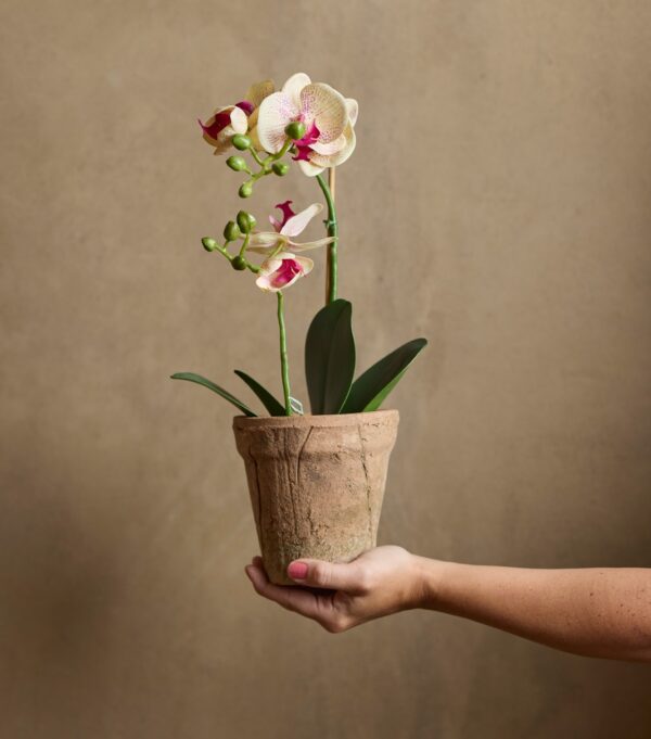 Orkidé | Konstgjord Phalaenopsis Gul/creme 45 cm - Bild 2
