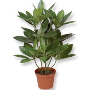 Guava | Krukväxt Grön UV 38 cm