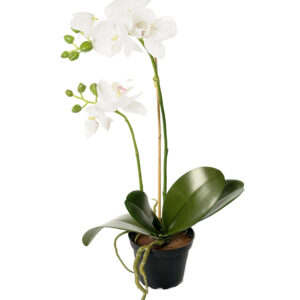 Orkidé | Konstgjord Phalaenopsis Vit 45 cm