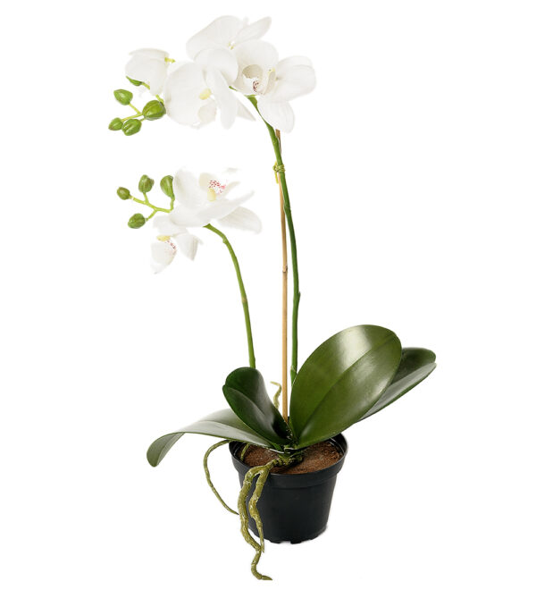 Orkidé | Konstgjord Phalaenopsis Vit 45 cm
