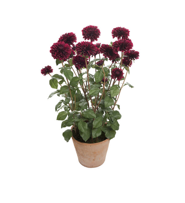 DAHLIA I KRUKA 100 CM