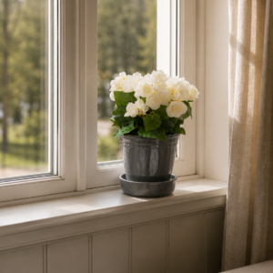 Begonia vit