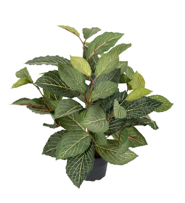 Fittonia | Konstgjord  Grön 40 cm