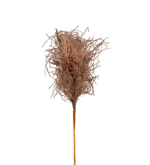 Gräs | Torkat gräs 75 cm