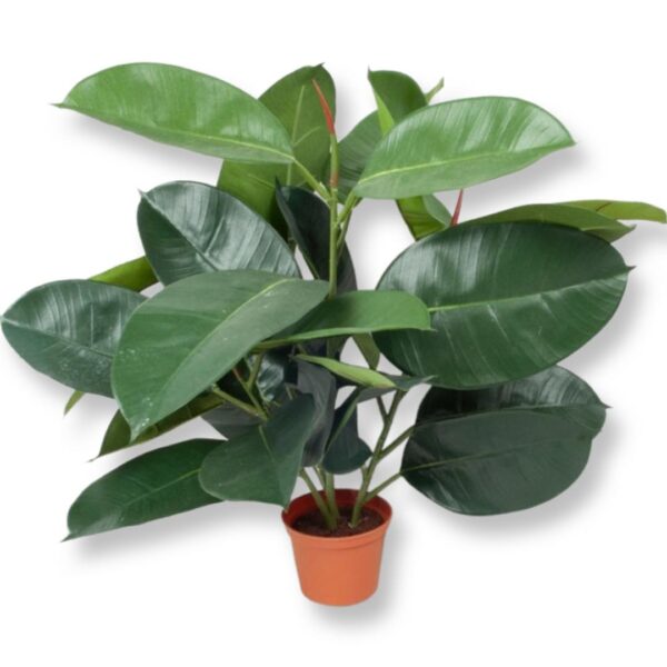 Fikus | Ficus Robusta krukväxt 50 cm