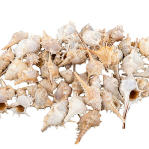 Snäcka | Torn mix Natur ca 7cm 1kg