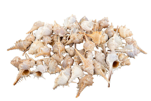 Snäcka | Torn mix Natur ca 7cm 1kg