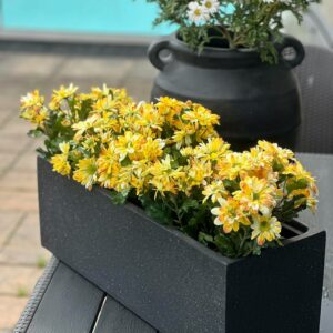 KRYSANTEMUM | KORGBLOMMA GUL 25 CM