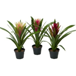Guzmania | Mix 30 cm 3/SET