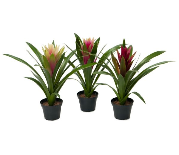 Guzmania | Mix 30 cm 3/SET