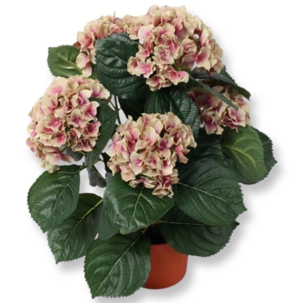 Hortensia | Krukväxt Gammalrosa 40 cm - Bild 2