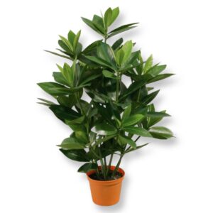 Sakaki | Konstgjord Cleyera japonica Grön UV 50 cm