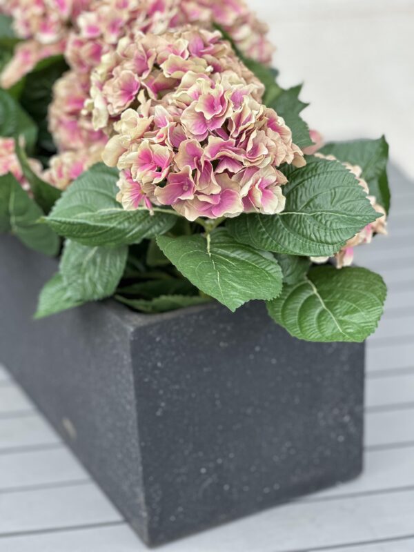 Hortensia | Krukväxt Gammalrosa 40 cm - Bild 4