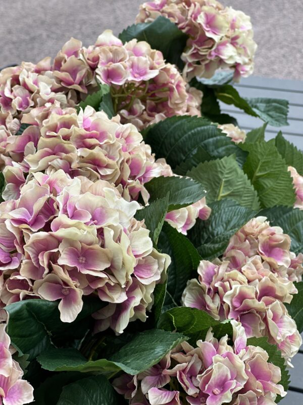 Hortensia | Krukväxt Gammalrosa 40 cm - Bild 3