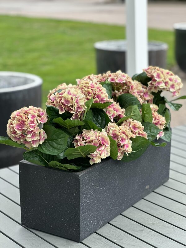 Hortensia | Krukväxt Gammalrosa 40 cm