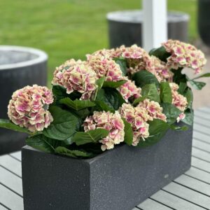 Konstgjord ganmelrosa hortensia som krukväxt