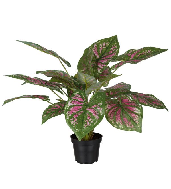 Caladium | Bicolor 'Valentina' 40 cm