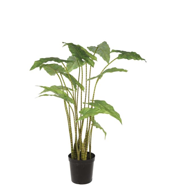 Alocasia Zebrina | Krukväxt 100 cm