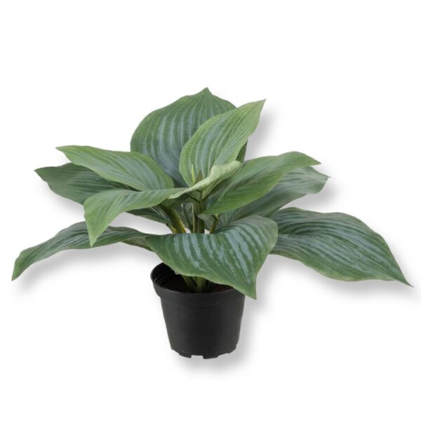 Funkia  | Hosta Grön 20 cm